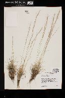 Aristida purpurea var. nealleyi image