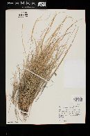 Aristida purpurea var. nealleyi image