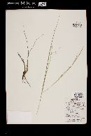 Aristida purpurea var. nealleyi image