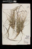 Aristida purpurea var. nealleyi image