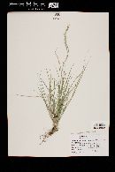 Aristida purpurea var. nealleyi image