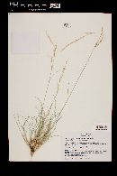 Aristida purpurea var. nealleyi image