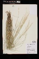 Aristida purpurea var. nealleyi image