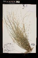 Aristida purpurea var. nealleyi image