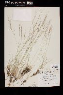 Aristida purpurea var. nealleyi image