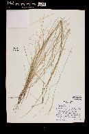 Aristida purpurea var. nealleyi image