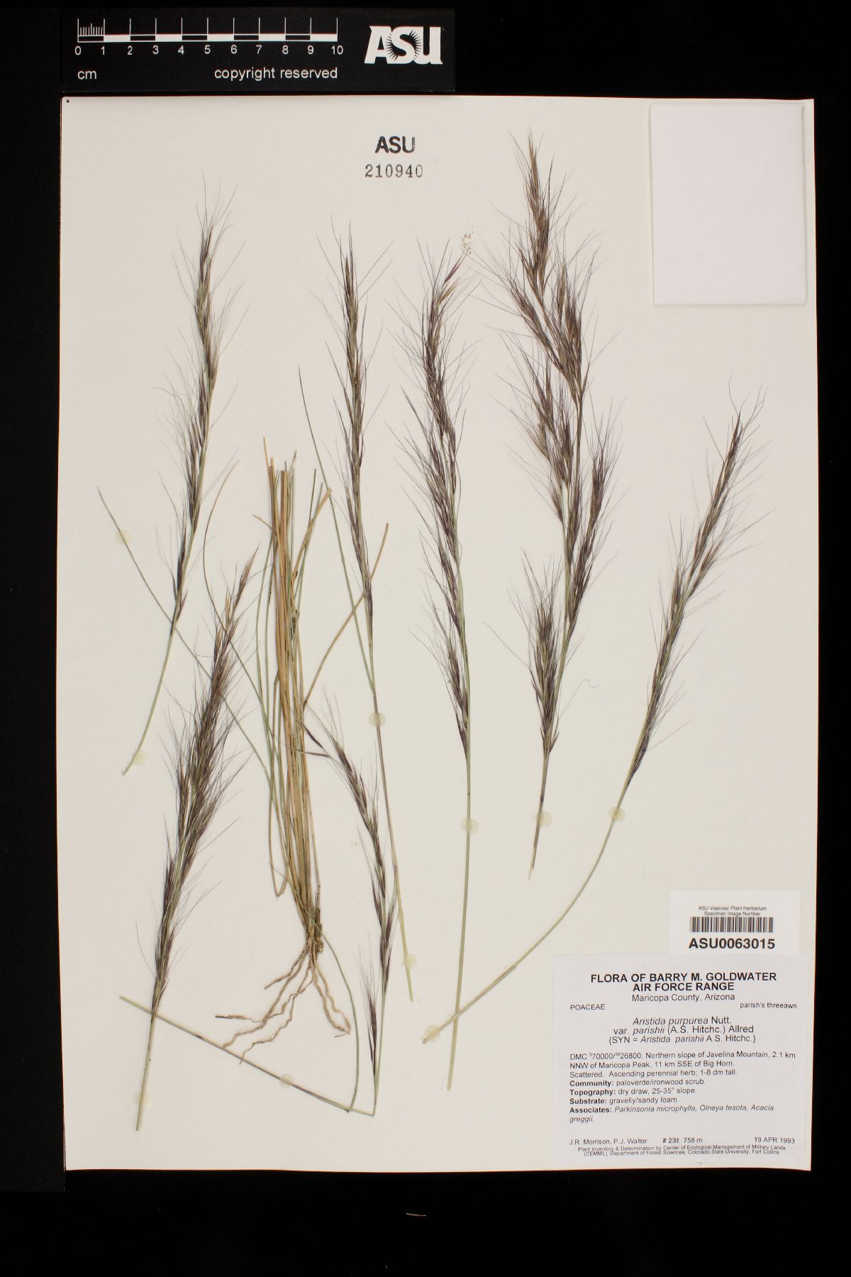 Aristida purpurea var. parishii image