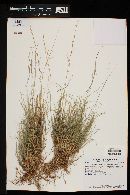 Aristida purpurea var. purpurea image