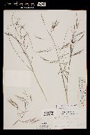 Aristida ternipes image