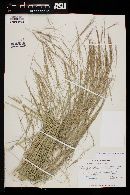 Aristida ternipes image