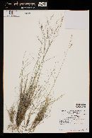 Aristida ternipes var. gentilis image