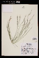 Aristida ternipes var. gentilis image