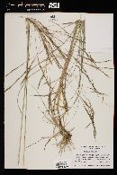 Aristida ternipes image