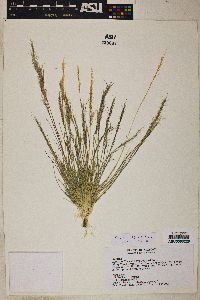 Aristida adscensionis image