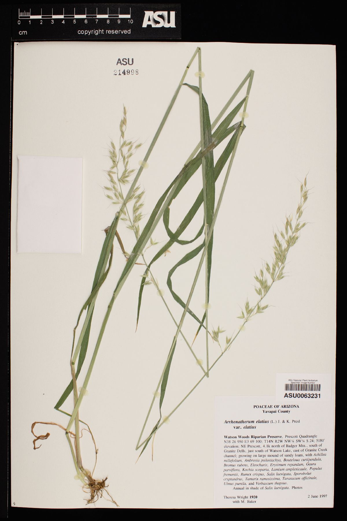 Arrhenatherum elatius var. elatius image