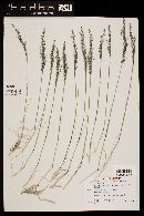 Blepharoneuron tricholepis image