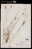 Bothriochloa barbinodis image