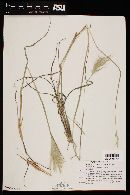 Bothriochloa barbinodis image