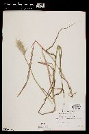 Bothriochloa barbinodis image