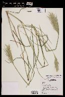 Bothriochloa barbinodis image