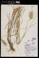 Bothriochloa barbinodis image