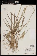 Bothriochloa barbinodis image