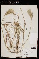 Bothriochloa barbinodis image