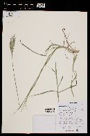 Bothriochloa ischaemum image