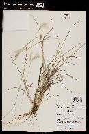 Bothriochloa springfieldii image