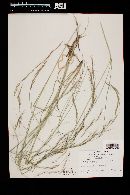 Aristida schiedeana image