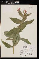 Erythranthe cinnabarina image