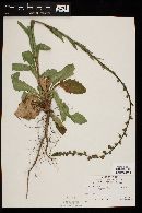 Verbascum virgatum image