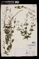 Scrophularia parviflora image