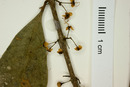 Eugenia costaricensis image