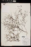 Pectis stenophylla var. stenophylla image