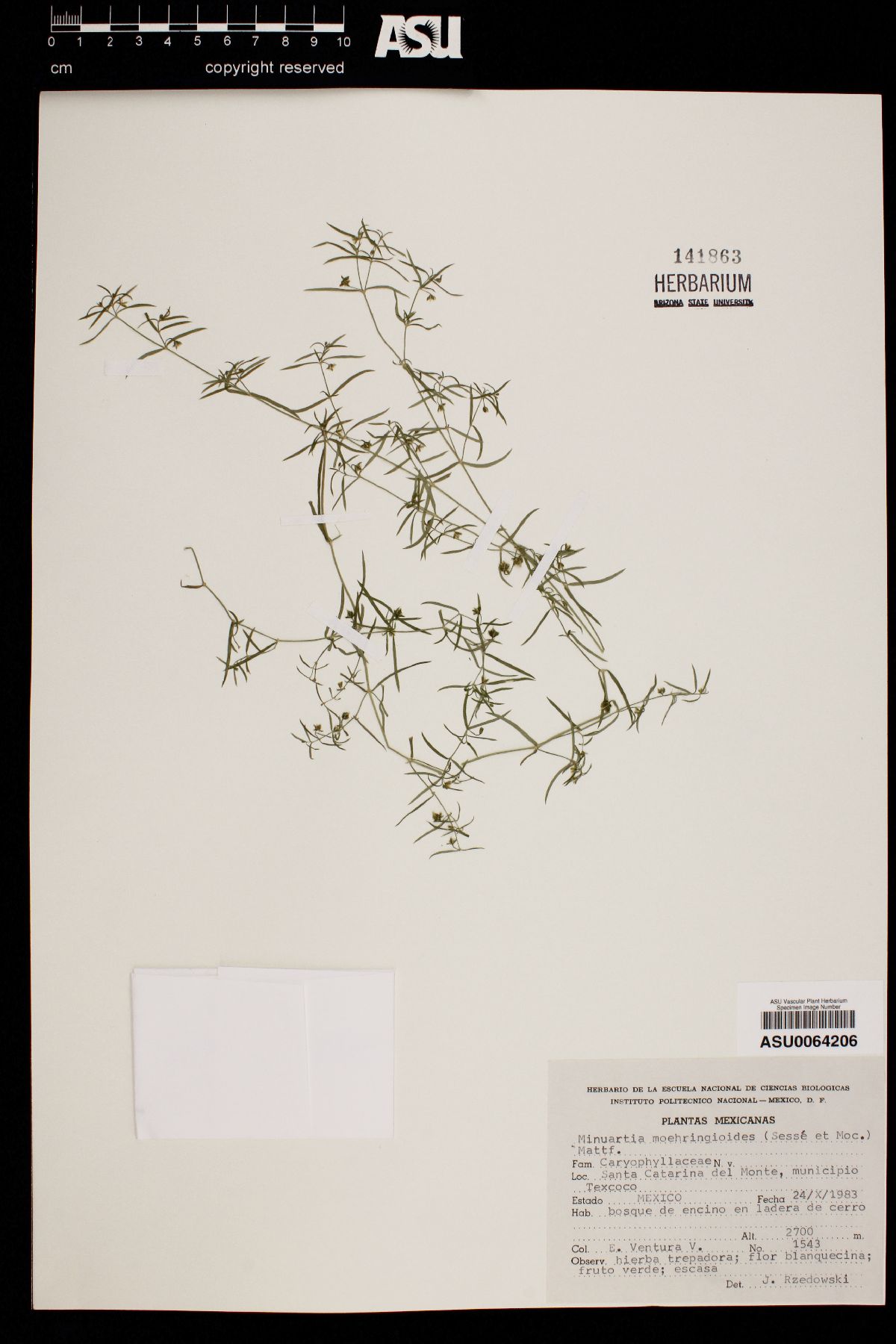 Minuartia moehringioides image
