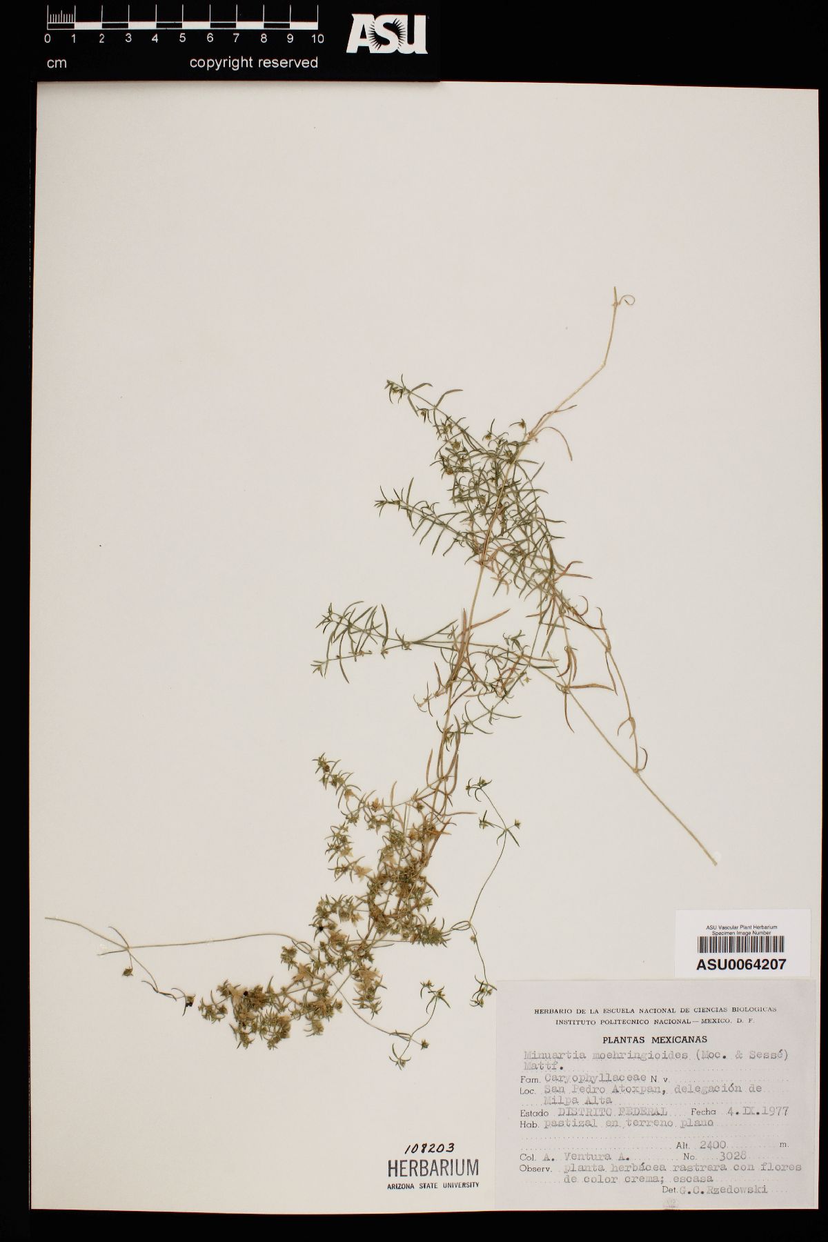Minuartia moehringioides image