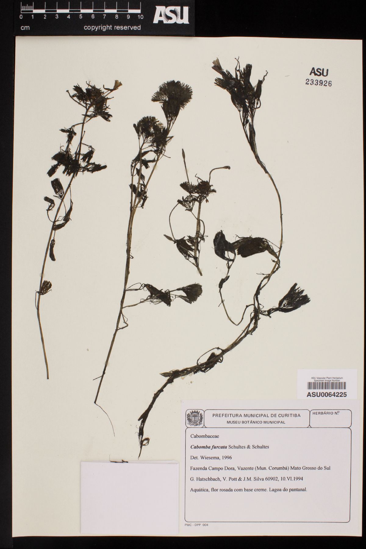 Cabomba furcata image