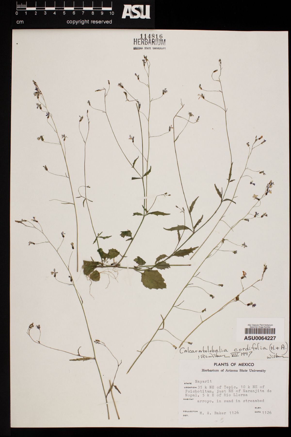 Lobelia cordifolia image