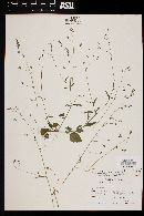Lobelia cordifolia image