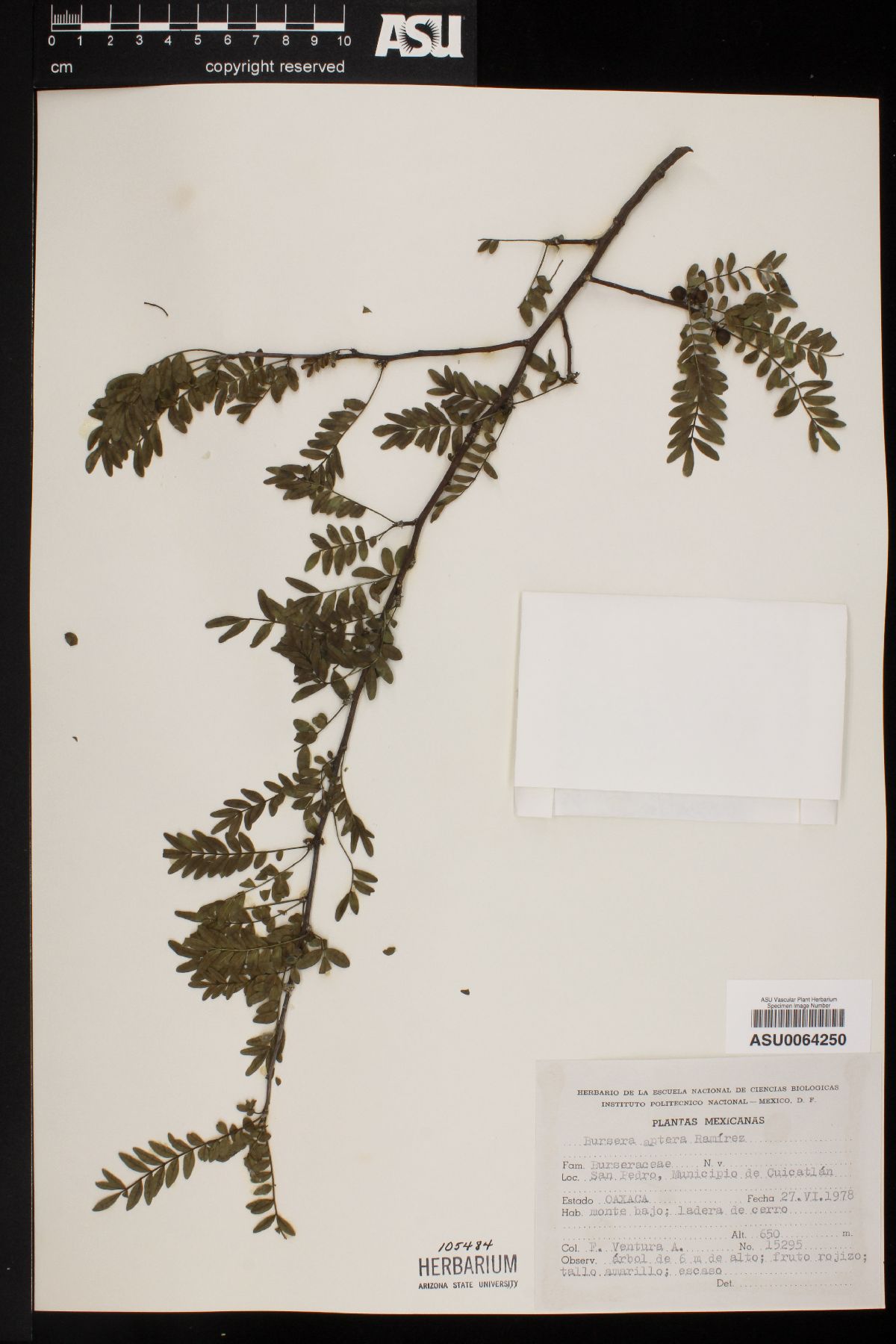 Bursera aptera image