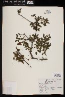 Bursera aloexylon image