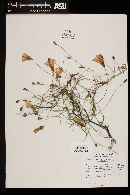 Ipomoea tenuifolia image