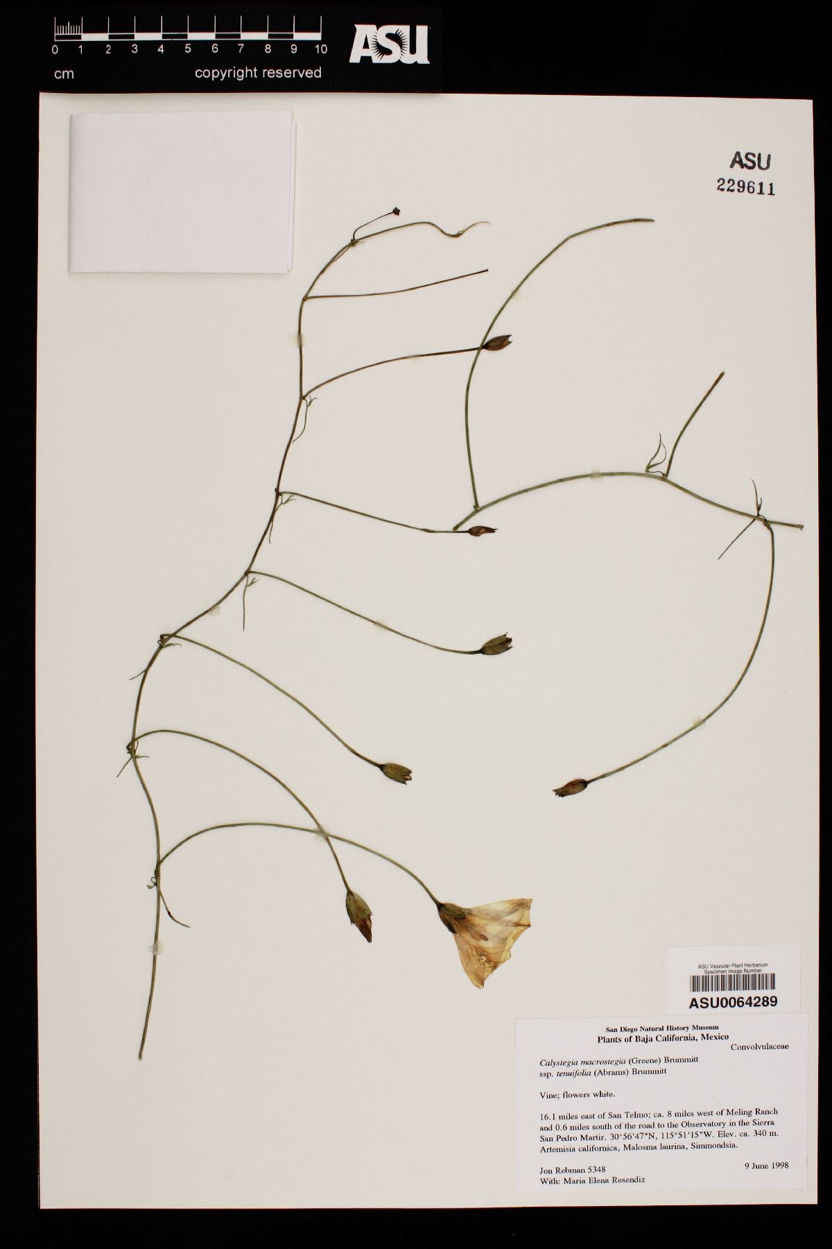 Calystegia macrostegia subsp. tenuifolia image