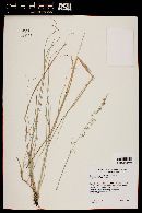 Bouteloua curtipendula var. caespitosa image