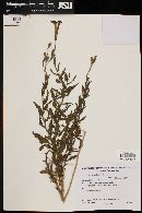 Nicotiana noctiflora image