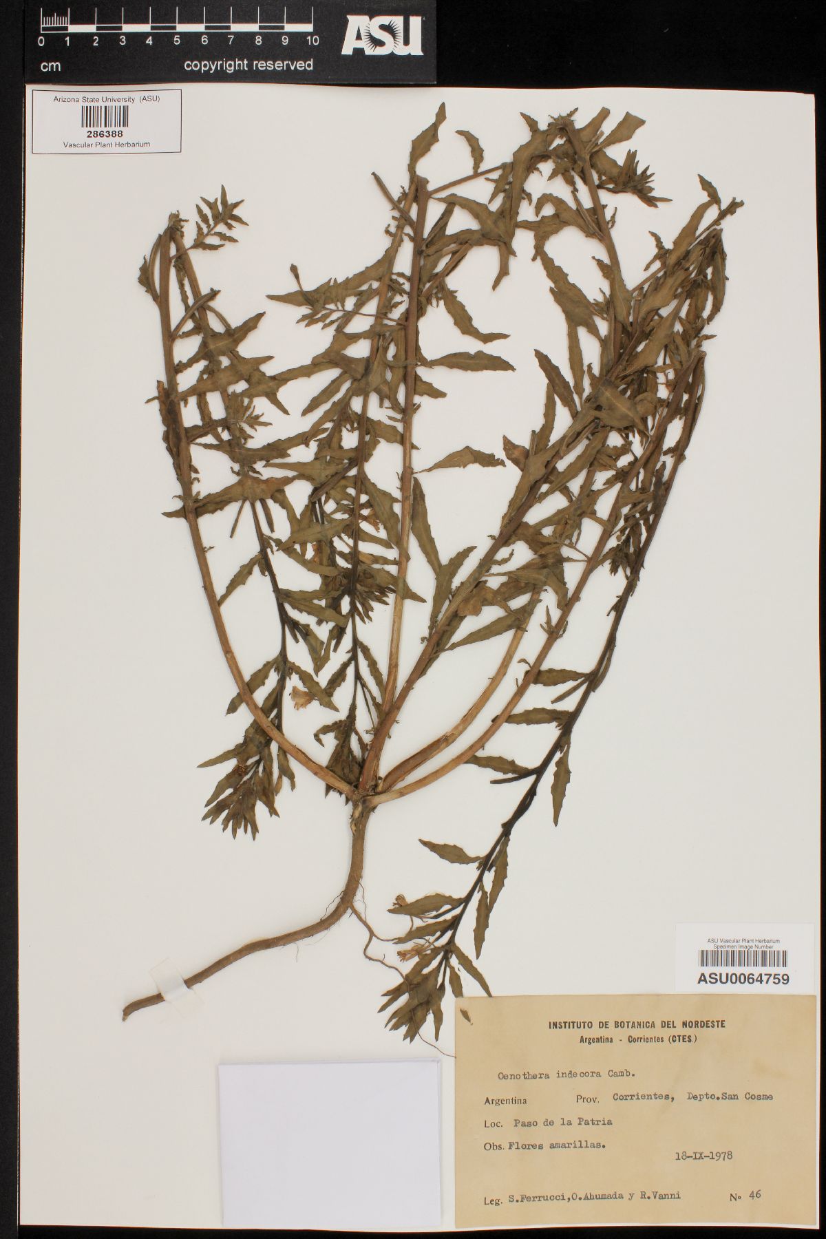 Oenothera indecora image