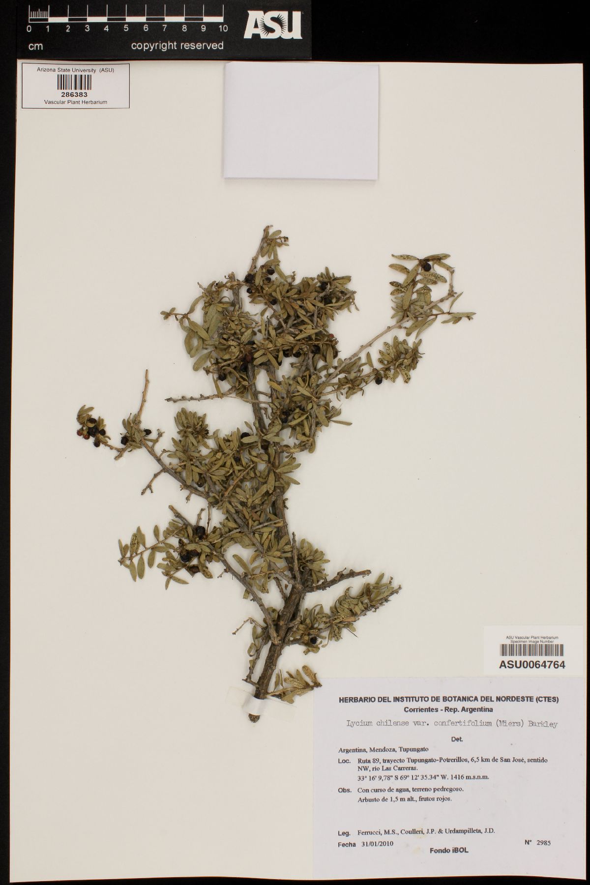 Lycium chilense var. confertifolium image