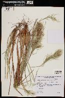 Schizachyrium bimucronatum image