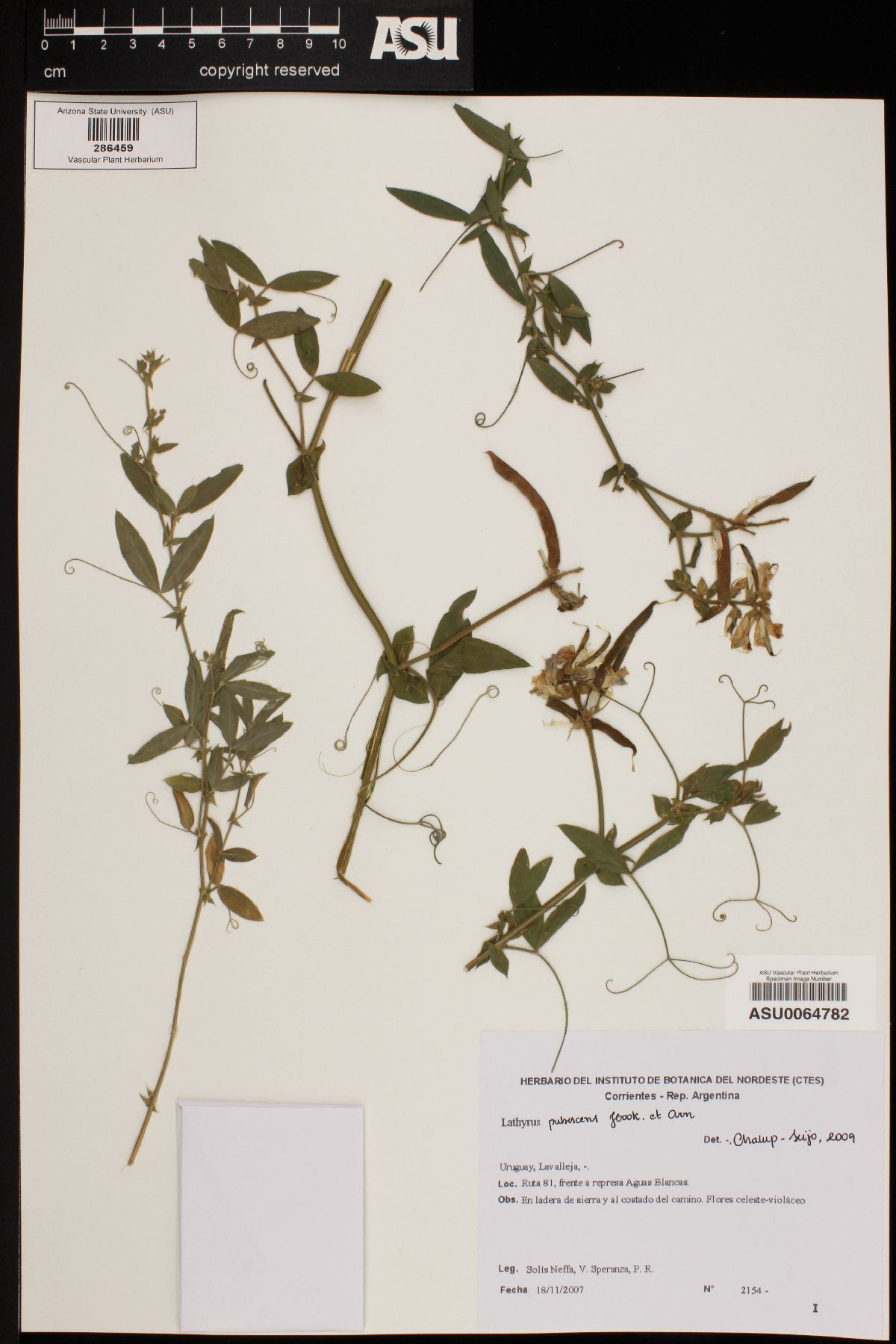 Lathyrus pubescens image
